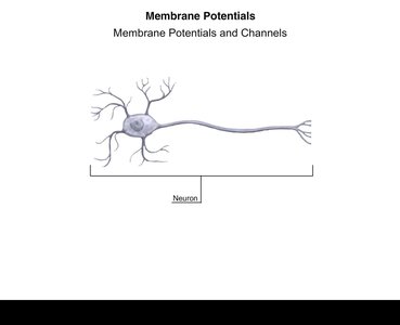 Neuron diagram for membrane potentials