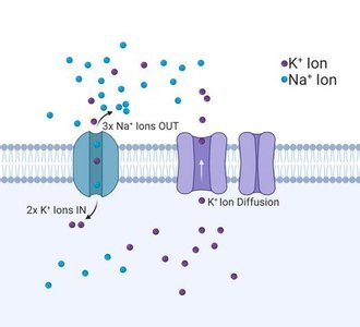 Na+/K+ pump and ion diffusion
