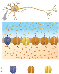 Ion channels in neuron membrane