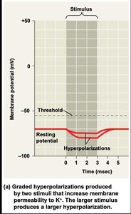 Hyperpolarization graph