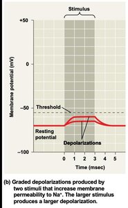 Depolarization graph