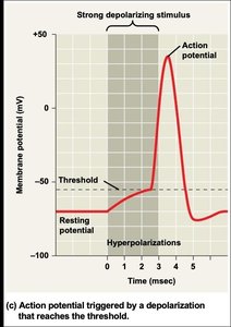 Depolarization graph