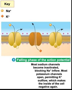 Falling phase of action potential