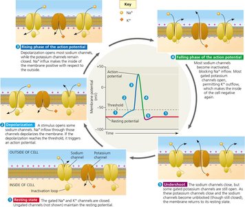 Action potential summary