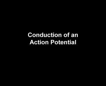 Conduction of action potential