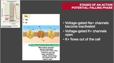 Refractory period diagram