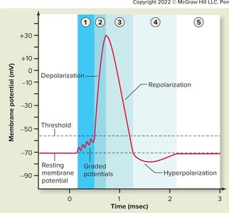 All-or-none action potential graph