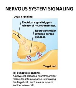 Nervous system organization in animals