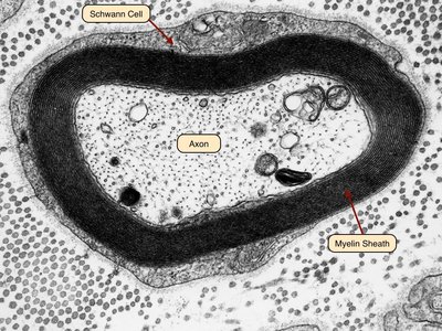 Myelination by neurolemmocytes in PNS