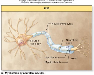 Myelination by oligodendrocytes in CNS