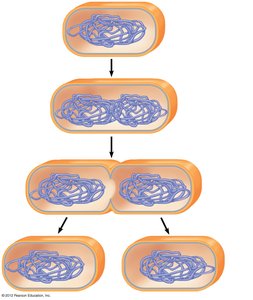 Diagram of binary fission in prokaryotes