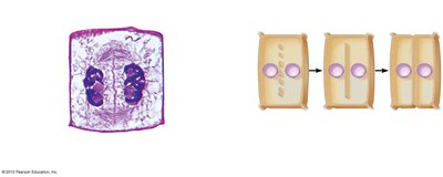 Cytokinesis in plant cells