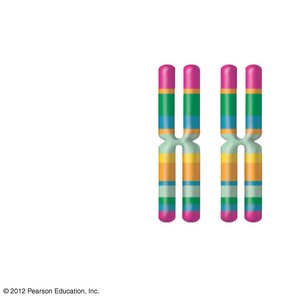 Homologous chromosomes with loci and centromeres