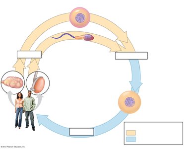Diagram of human life cycle showing meiosis and fertilization