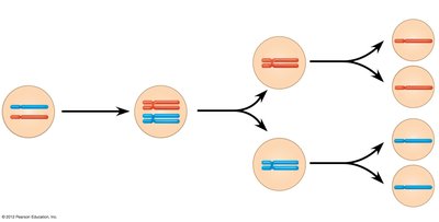 Stages of meiosis: chromosome duplication, meiosis I, meiosis II