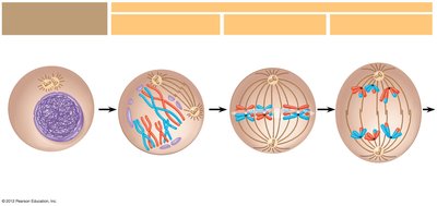 Meiosis I: Prophase I, Metaphase I, Anaphase I