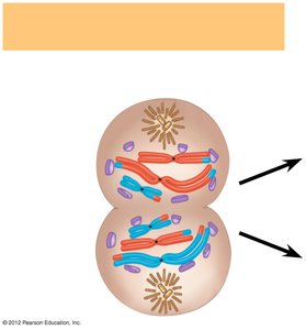 Meiosis I: Telophase I and Cytokinesis