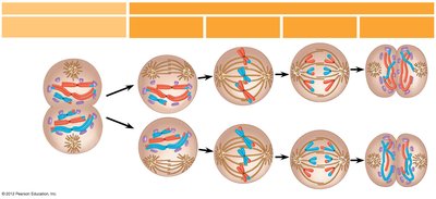 Meiosis II: Prophase II, Metaphase II, Anaphase II, Telophase II
