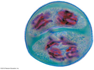 Meiosis II in lily cells