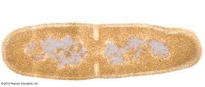 Micrograph of prokaryotic cell undergoing binary fission