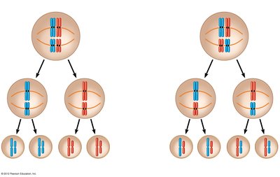 Independent assortment of chromosomes during meiosis