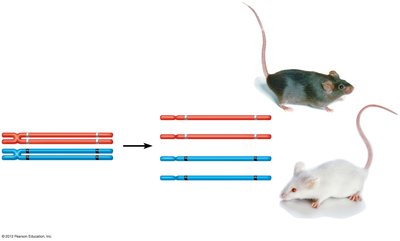Homologous chromosomes carrying different gene versions