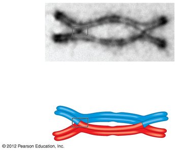 Chiasma formation during crossing over