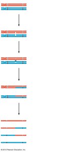 Steps of crossing over and recombinant chromosome formation