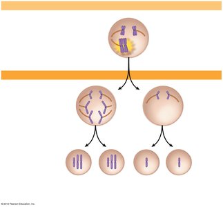 Nondisjunction during meiosis I