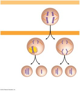 Nondisjunction during meiosis II