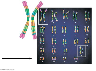 Karyotype showing homologous chromosome pairs