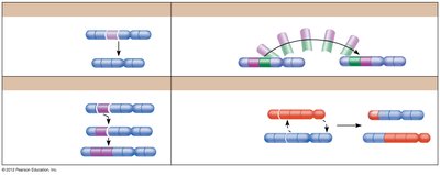 Types of chromosomal rearrangements