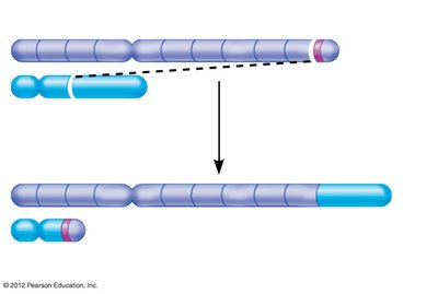 Reciprocal translocation and Philadelphia chromosome