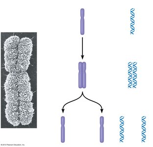 Diagram of chromosome duplication and separation
