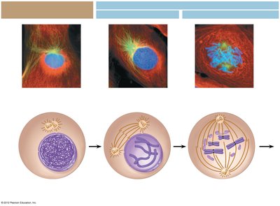 Stages of mitosis: prophase, prometaphase, metaphase