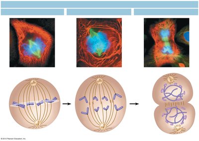 Stages of mitosis: anaphase, telophase, cytokinesis