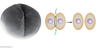 Cytokinesis in animal cells
