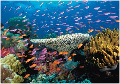 Coral reef ecosystem with diverse fish and corals