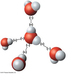 Hydrogen bonds in water