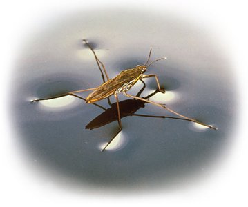 Water strider on water surface demonstrating surface tension