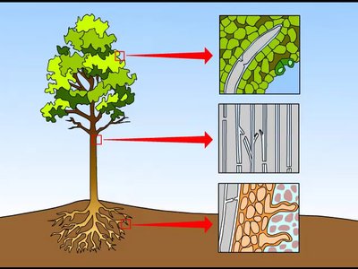 Water transport in plants