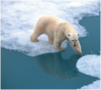 Polar bear on ice, with molecular diagrams of ice and liquid water