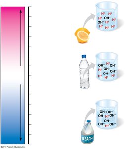 pH scale with examples of acidic, neutral, and basic solutions