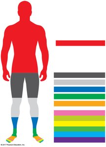 Diagram showing the proportion of elements in the human body