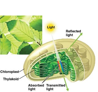 Diagram of light absorption and reflection in a chloroplast