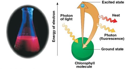 Structure of a photosystem in the thylakoid membrane