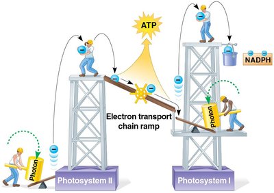 Electron transport chain connecting photosystems II and I, producing ATP and NADPH