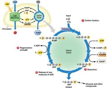 Diagram of the Calvin cycle, showing carbon fixation, reduction, release of G3P, and regeneration of RuBP