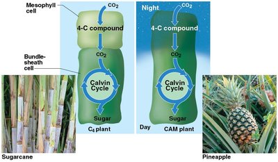 Comparison of C4 and CAM plant carbon fixation pathways