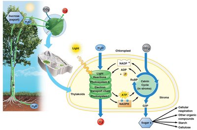 Diagram showing the flow of energy and matter in photosynthesis and cellular respiration